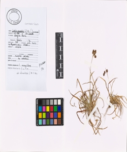 Luzula campestris (L.) DC.