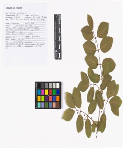 Lonicera xylosteum L.