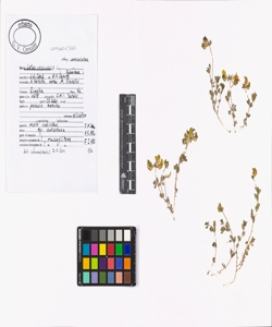 Lotus corniculatus L. subsp. corniculatus