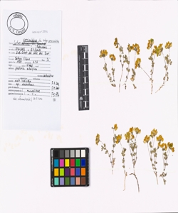 Lotus corniculatus L. subsp. corniculatus