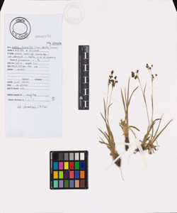 Luzula alpinopilosa (Chaix) Breistr. subsp. alpinopilosa