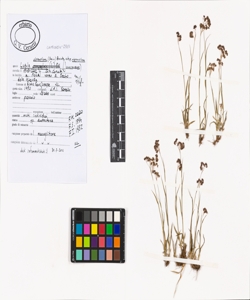 Luzula alpinopilosa (Chaix) Breistr. subsp. alpinopilosa