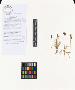 Luzula campestris (L.) DC.