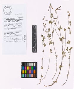 Lotus corniculatus L. subsp. corniculatus