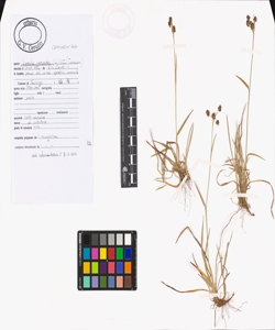 Luzula campestris (L.) DC.