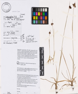 Luzula sudetica (Willd.) Schult.