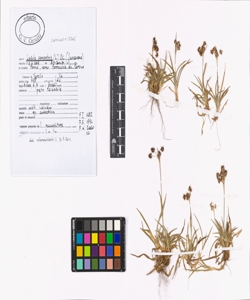 Luzula campestris (L.) DC.