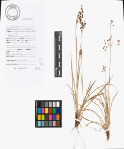 Luzula forsteri (Sm.) DC.