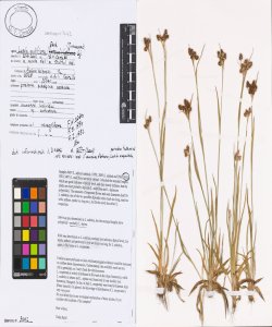 Luzula multiflora (Ehrh.) Lej.