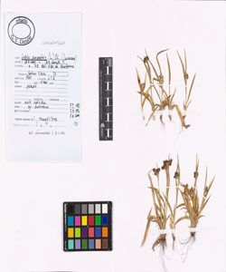 Luzula campestris (L.) DC.