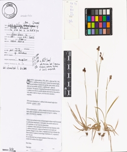 Luzula multiflora (Ehrh.) Lej.