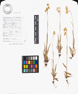 Luzula lutea (All.) DC. subsp. lutea