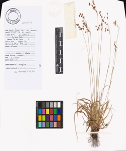 Luzula forsteri (Sm.) DC.