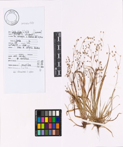 Luzula pilosa (L.) Willd.