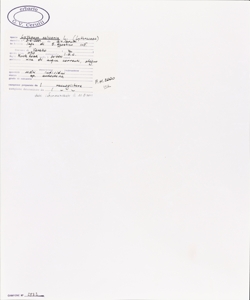 Lythrum salicaria L.