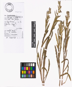 Lycopsis arvensis L.