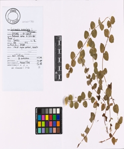 Lysimachia nummularia L.