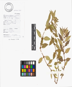 Lycopus europaeus L. subsp. europaeus