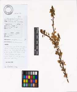 Malus domestica (Borkh.) Borkh.