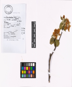 Malus domestica (Borkh.) Borkh.