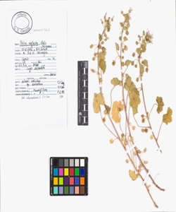 Malva neglecta Wallr.