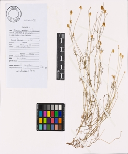 Matricaria chamomilla L.