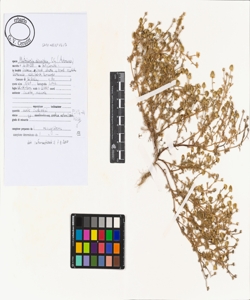 Matricaria discoidea DC.