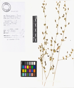 Medicago lupulina L.