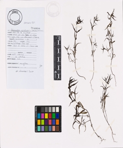 Melampyrum sylvaticum L. subsp. sylvaticum