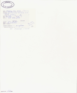 Melilotus albus Medik.