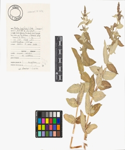 Mentha longifolia (L.) Huds.