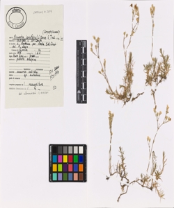 Minuartia laricifolia (L.) Schinz & Thell. subsp. laricifolia