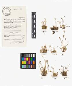 Minuartia recurva (All.) Schinz & Thell. subsp. recurva