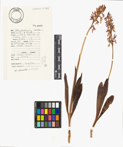 Orchis mascula (L.) L. subsp. mascula