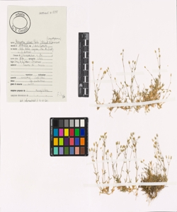 Minuartia villarii (Balb.) Wilczek & Chenevard