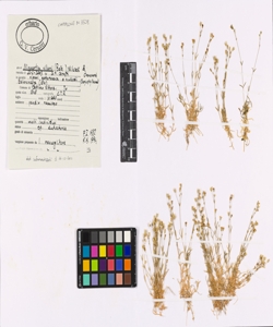 Minuartia villarii (Balb.) Wilczek & Chenevard