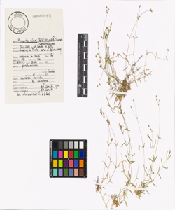 Minuartia villarii (Balb.) Wilczek & Chenevard