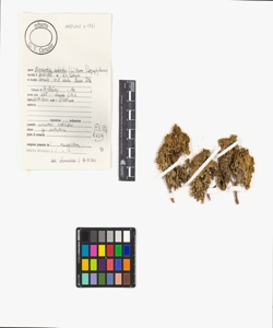 Minuartia sedoides (L.) Hiern