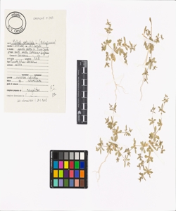 Mollugo verticillata L.