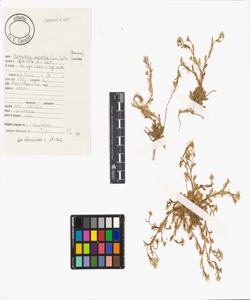 Murbeckiella pinnatifida (Lam.) Rothm.