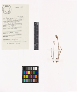 Muscari botryoides (L.) Mill. subsp. botryoides