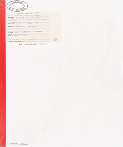 Muscari comosum (L.) Mill.