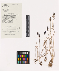 Muscari neglectum Guss. ex Ten.