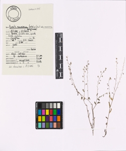 Myosotis ramosissima Rochel ex Schult. subsp. ramosissima