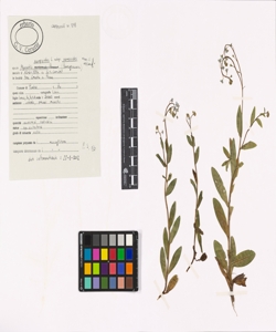 Myosotis scorpioides L. subsp. scorpioides