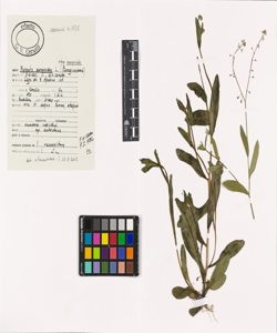 Myosotis scorpioides L. subsp. scorpioides