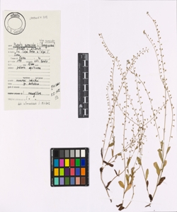 Myosotis scorpioides L. subsp. scorpioides