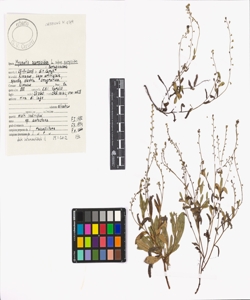 Myosotis scorpioides L. subsp. scorpioides