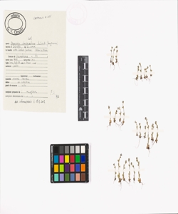 Myosotis stricta Link ex Roem. & Schult.