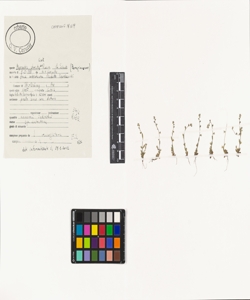 Myosotis stricta Link ex Roem. & Schult.